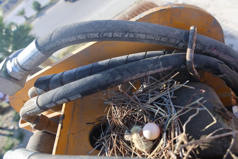 Kepçe Operatörü Yuvayı Bozmamak İçin 23 Gündür Çalışmıyor