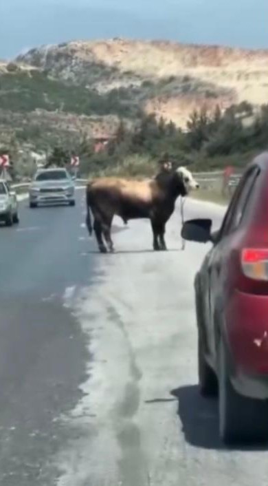 Karayolunda trafiği durduran boğa, sahiplerine korku dolu anlar yaşattı