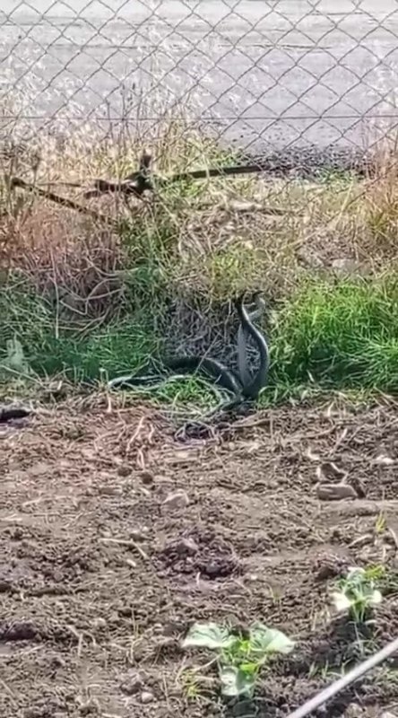 Hatay'da yılanların dansı (Fotoğraflı) Esma Kural HATAY (İHA) - Hatay'ın Dörtyol ilçesinde boş arazide 2 yılanın çiftleşme dansı vatandaş tarafından kamerayla kaydedildi. Yaz aylarının gelmesi ve havaların aşırı ısınmasından dolayı yer altı canlıları, gün yüzüne çıkmaya başladı. Bu canlılardan özellikle yılanlar; doğada, yollarda, bahçelerde ve evlerde görülmeye başlandı. Dörtyol ilçesi Özerli Mahallesi'nde, çifte kuyular mevkiinde boş bir arazide çiftleşme ritüellerini gerçekleştirilirken 2 yılan görüldü. Yılanların dansı, vatandaş tarafından cep telefonu kamerasıyla görüntülendi. Cep telefonu kamerasına yansıyan yılanlar, bir süre sonra gözden kayboldu.