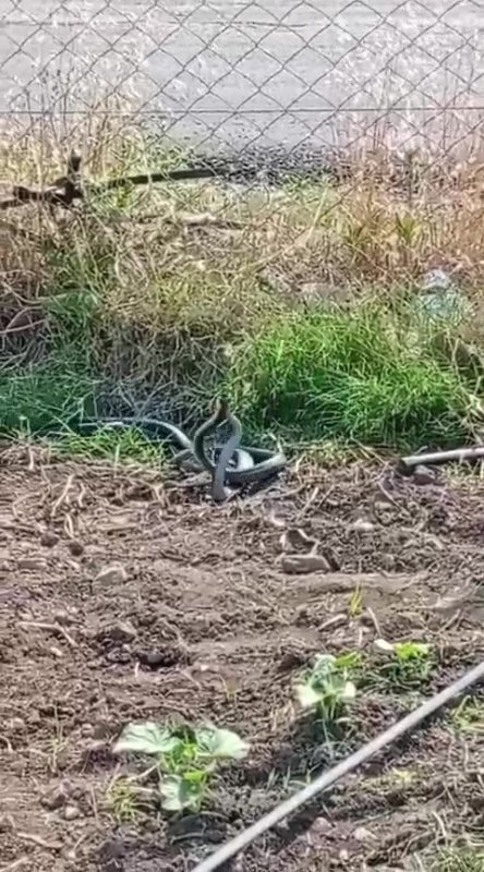 Hatay'da yılanların dansı (Fotoğraflı) Esma Kural HATAY (İHA) - Hatay'ın Dörtyol ilçesinde boş arazide 2 yılanın çiftleşme dansı vatandaş tarafından kamerayla kaydedildi. Yaz aylarının gelmesi ve havaların aşırı ısınmasından dolayı yer altı canlıları, gün yüzüne çıkmaya başladı. Bu canlılardan özellikle yılanlar; doğada, yollarda, bahçelerde ve evlerde görülmeye başlandı. Dörtyol ilçesi Özerli Mahallesi'nde, çifte kuyular mevkiinde boş bir arazide çiftleşme ritüellerini gerçekleştirilirken 2 yılan görüldü. Yılanların dansı, vatandaş tarafından cep telefonu kamerasıyla görüntülendi. Cep telefonu kamerasına yansıyan yılanlar, bir süre sonra gözden kayboldu.