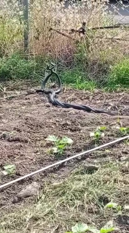 Hatay'da yılanların dansı (Fotoğraflı) Esma Kural HATAY (İHA) - Hatay'ın Dörtyol ilçesinde boş arazide 2 yılanın çiftleşme dansı vatandaş tarafından kamerayla kaydedildi. Yaz aylarının gelmesi ve havaların aşırı ısınmasından dolayı yer altı canlıları, gün yüzüne çıkmaya başladı. Bu canlılardan özellikle yılanlar; doğada, yollarda, bahçelerde ve evlerde görülmeye başlandı. Dörtyol ilçesi Özerli Mahallesi'nde, çifte kuyular mevkiinde boş bir arazide çiftleşme ritüellerini gerçekleştirilirken 2 yılan görüldü. Yılanların dansı, vatandaş tarafından cep telefonu kamerasıyla görüntülendi. Cep telefonu kamerasına yansıyan yılanlar, bir süre sonra gözden kayboldu.