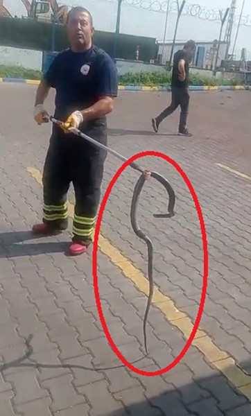 Yerel Haberler, Hayvanlar, Güvenlik, 3-sayfa, İtfaiye, Çevre, hatay, Yaşam, Payas, Son Dakika