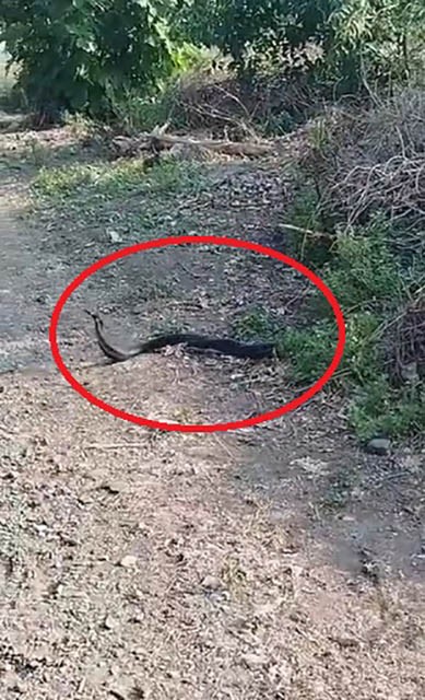 Yılanların çiftleşme dansı kameraya yansıdı