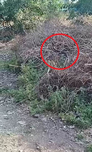 Yılanların çiftleşme dansı kameraya yansıdı