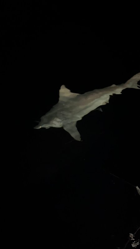 Heyecanla yakaladığı 2 buçuk metrelik devasa köpek balığını denize bıraktı