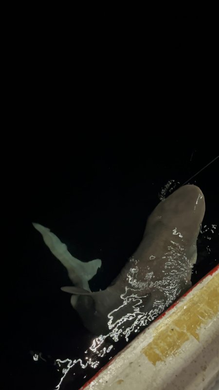 Heyecanla yakaladığı 2 buçuk metrelik devasa köpek balığını denize bıraktı