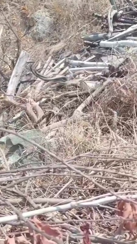 Hatayda çiftleşen yılanlar kameraya yakalandı