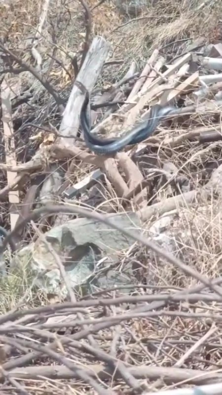 Hatayda çiftleşen yılanlar kameraya yakalandı