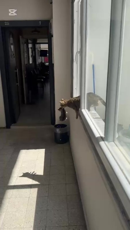 Yerel Haberler, hatay, Kadın, Yerel, Yaşam, kedi, Son Dakika