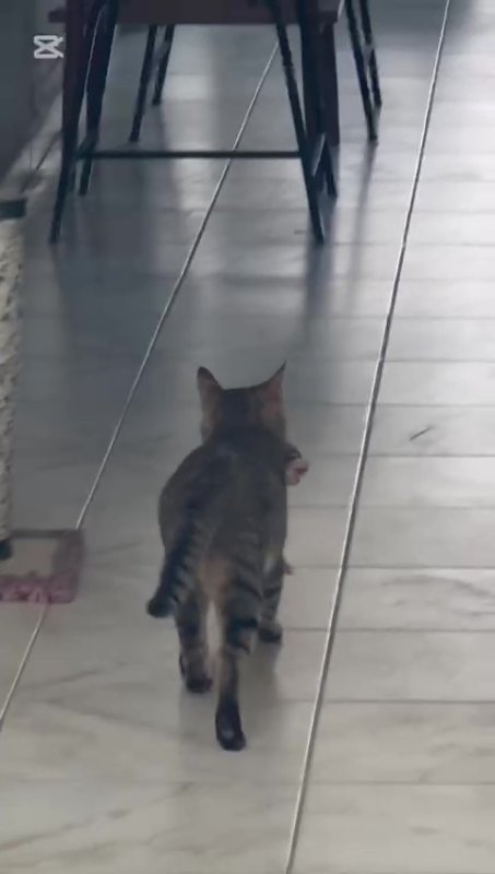 Yerel Haberler, hatay, Kadın, Yerel, Yaşam, kedi, Son Dakika