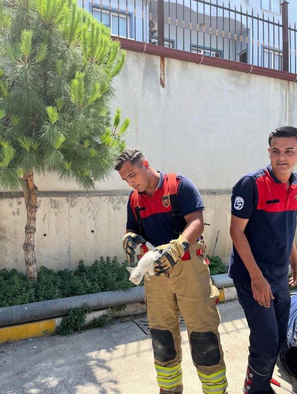 İskenderunda aracın kaputuna giren kediyi itfaiye kurtardı