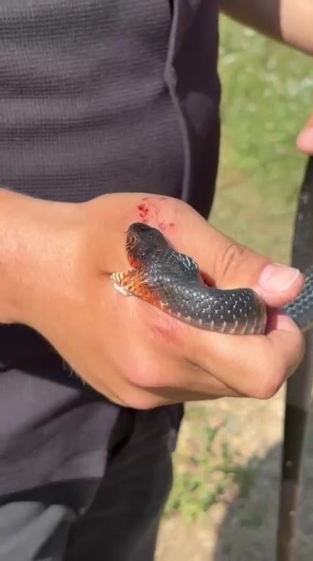 Zararsız, öldürmeyin dediği 1 buçuk metrelik yılan bir anda elini ısırdı