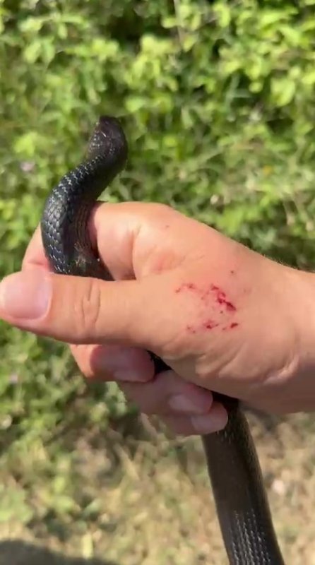 Zararsız, öldürmeyin dediği 1 buçuk metrelik yılan bir anda elini ısırdı