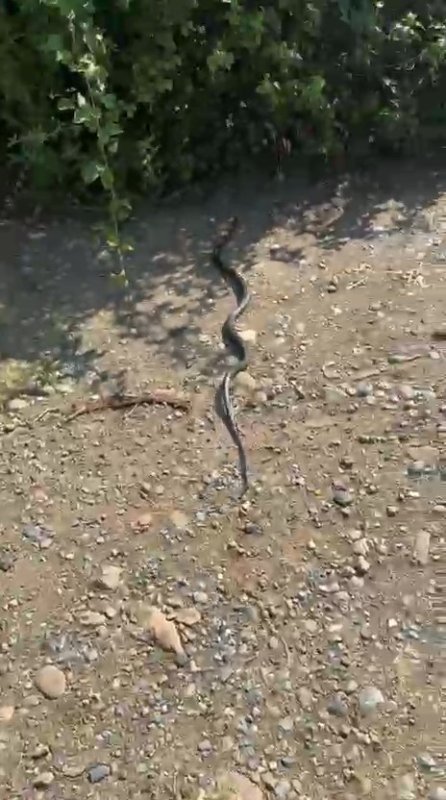 Zararsız, öldürmeyin dediği 1 buçuk metrelik yılan bir anda elini ısırdı