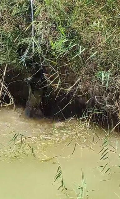 Dereye düşen köpeği itfaiye ekipleri kurtardı