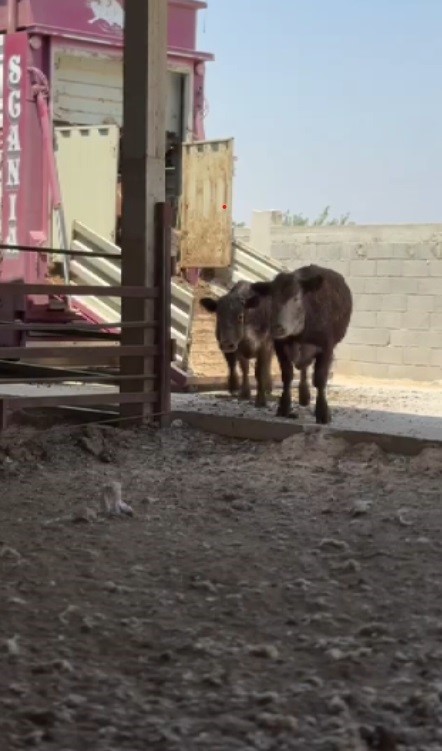 3 angus sevkiyat sırasında sırra kadem bastılar! Besicinin kaybı çok büyük