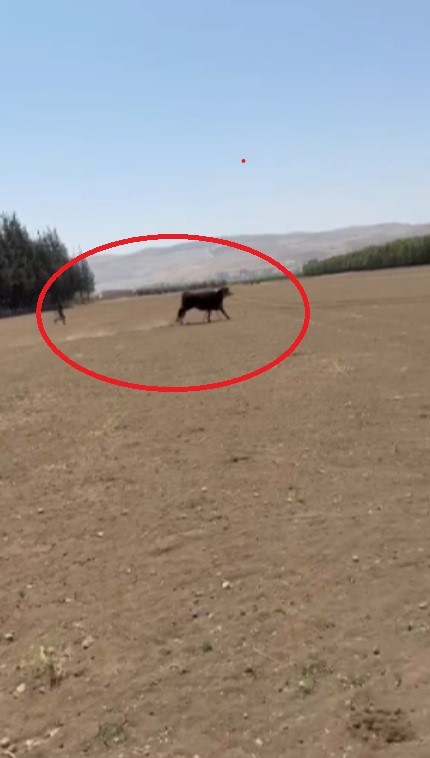 3 angus sevkiyat sırasında sırra kadem bastılar! Besicinin kaybı çok büyük