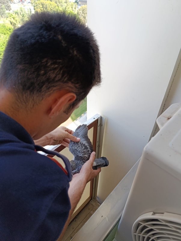 Yavru güvercinlere hayat kurtaran müdahale