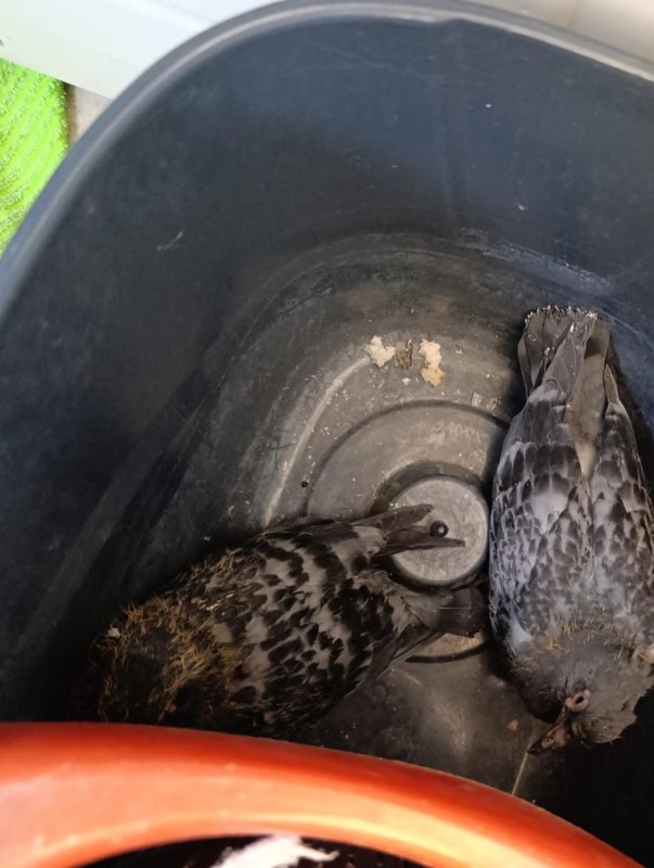 Yavru güvercinlere hayat kurtaran müdahale