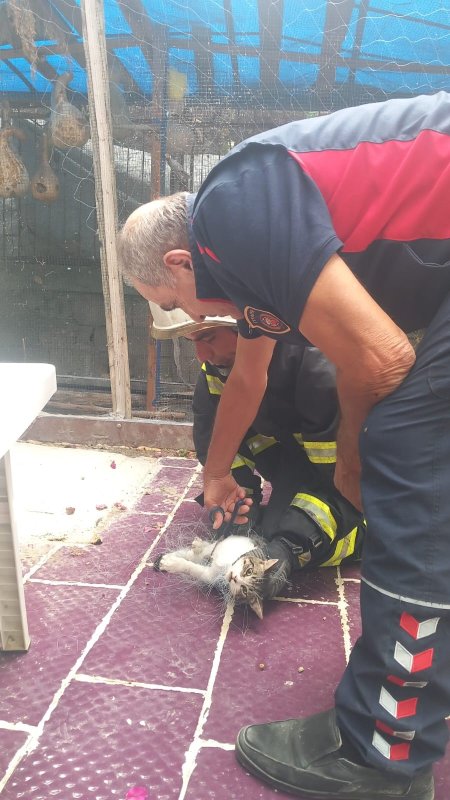 Balık ağına takılan kediyi itfaiye kurtardı