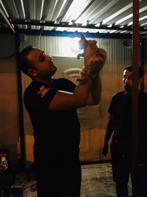 Kalbi duran yavru kediye yürek ısıtan kalp masajı