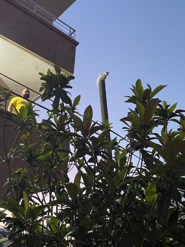 Balkondan atladığı direkte mahsur kalan kediyi itfaiye kurtardı