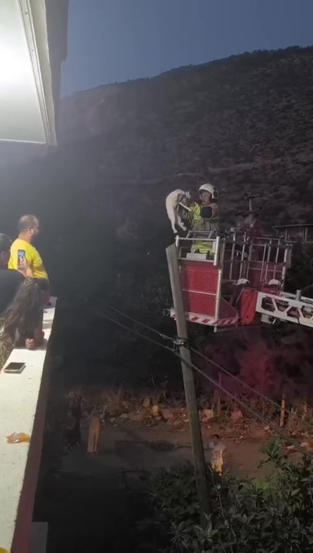 Balkondan atladığı direkte mahsur kalan kediyi itfaiye kurtardı