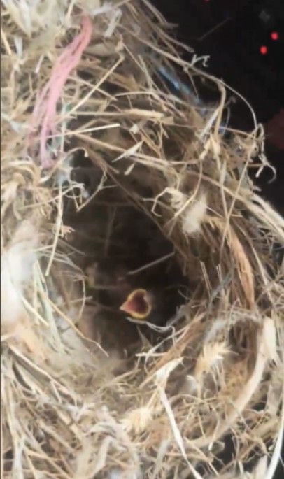 Yangının ortasından kuş yuvasını kurtardılar