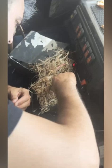 Yangının ortasından kuş yuvasını kurtardılar