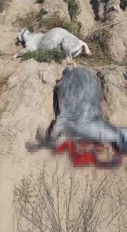 Dereden su içen 40 küçükbaş hayvanım telef oldu