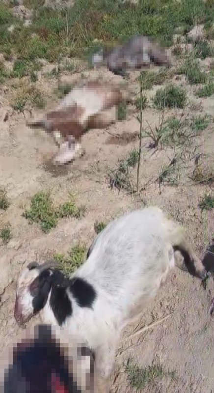 Dereden su içen 40 küçükbaş hayvanım telef oldu