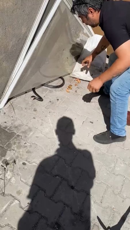 Eve giren yılanı yakalamak isterken parmağını kaptırdı
