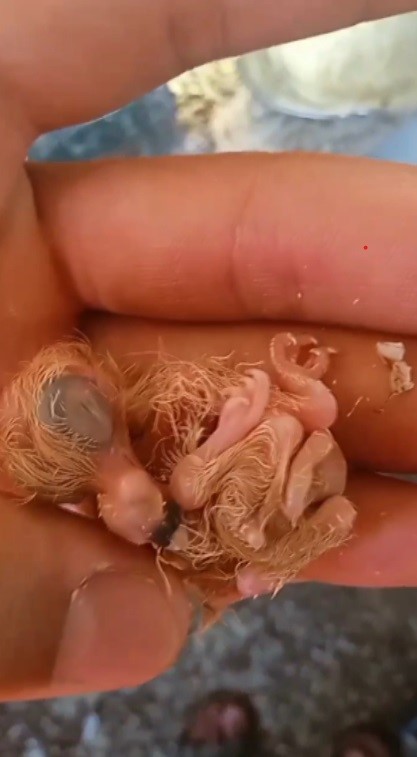 HATAY (İHA) - Hatay'da 13 yıldır güvercinlerin besleyen Mustafa Toman, güvercin yumurtalarını kontrol ettiği sırada 4 ayaklı güvercini görünce şaşkınlık yaşadı. Toman'ın kümesinde ilk kez 4 ayaklı olarak yumurtadan çıkan güvercin, 2 gün yaşayarak telef oldu. Antakya ilçesinde yaşayan Mustafa Toman, hobi olarak başladığı kuşçuluğu 13 yıldır devam ettiriyor. Güvercinlerle ilgilenmeyi seven Toman, yaklaşık 80 güvercinin her birinin bakımını ve beslemesini yapıyor. Tekli olan güvercinleri uçuşa hazırlayan Toman, çiftli olanlardan ise yavrulama yaparak üretim yapıyor. Üretim yaptığı güvercinlerin yumurtalarını kontrol eden Toman, yumurtadan çıkan 4 bacaklı güvercin yavrusuyla karşılaştı. Üretim yaptığı yumurtalardan 4 ayaklı güvercin çıkmasından dolayı şaşkınlığa uğrayan Toman, cep telefonuyla o anın videosunu çekip yavruyu yerine koydu. Toman, 4 ayaklı güvercinin 2 gün yaşadıktan sonra telef olduğunu gördü. 4 ayaklı güvercin yavrusunun 2 gün yaşayıp öldüğünü söyleyen Toman, 13 yıldır güvercinlere bakarken ilk defa böyle bir durumla karşılaştığını belirtti. Güvercin yumurtasından 4 ayaklı güvercin yavrusu çıktığını ifade eden Mustafa Toman, "Ben 13 yıldır hobi olarak güvercin besliyorum. İşten geldikten sonra gelip burada kuşlarımı yemliyorum ve bakımlarını yapıyorum. Yaklaşık 80 güvercinim var. Güvercinlerimde çifti ve tekli olarak ikiye ayrılıyor. Tekli güvercinler daha çok uçmaya hazırlanıyor. Çiftlerde ise yavru üretimi yapıyorum. Yavrulama dönemi kışın başlar yazın ise biter. Yazın çiftlerimizi ayırıyoruz ve dinleniyorlar. Dinlendikten sonra kışın geri çifte koyuyoruz. Çifte koyduktan sonra yavruları üretmeye başlıyorum. 13 yıldır güvercin besliyorum, başıma ilk defa böyle bir şey geldi. Yumurtadan yavru çıkamıyordu. Yuvaya gittiğimde baktım ve yardımcı oldum yavruya. Yavruyu çıkardım ve sonra tuhafıma giden bir şey oldu. Yavru dört ayaklı olarak yumurtadan çıktı. Yumurtayı annesinin altına koyduktan sonra engelli olarak çıktı diye yaşama tutunamadı. Başıma ilk defa böyle bir olay geliyor. Yavru güvercinin 4 ayağı vardı ve sadece 2 gün yaşadı sonra öldü. Önceden buna benzer bir başıma bir şey gelmişti. Bir yumurtadan çift başlı güvercin çıktı ama o ölü olarak çıktı. 4 ayaklı olan iki gün yaşadı. Arkadaşlarıma videosunu gösterdim, onlarında çok tuhafına gitti" ifadelerinikullandı.