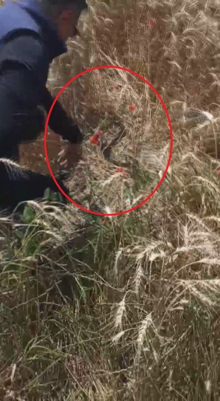 Hatay’da yaşlı kadının evine giren yılanı yakalayan Yılancı Kemal ‘Sevgili karayılan insanlardan uzak dur’ sözleriyle doğaya saldı