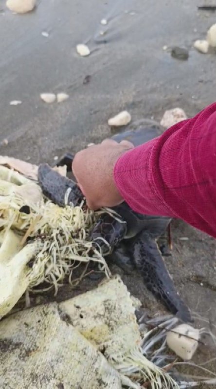 Hatay'da çuvala dolanan yavru deniz kaplumbağası belediye ekiplerinin dikkatiyle kurtuldu