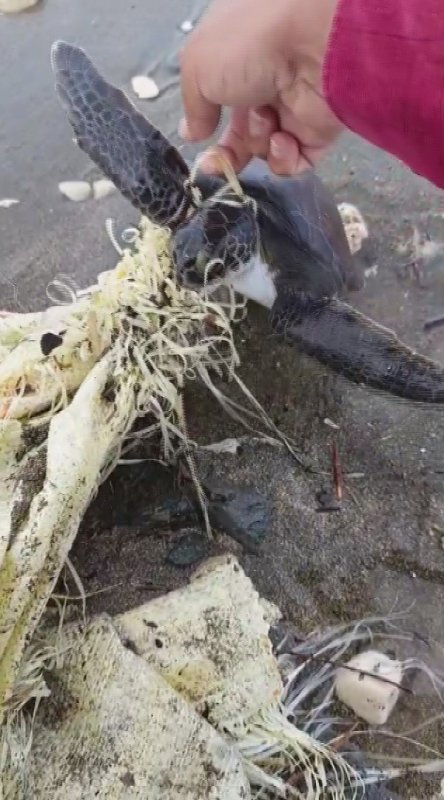 Hatay'da çuvala dolanan yavru deniz kaplumbağası belediye ekiplerinin dikkatiyle kurtuldu