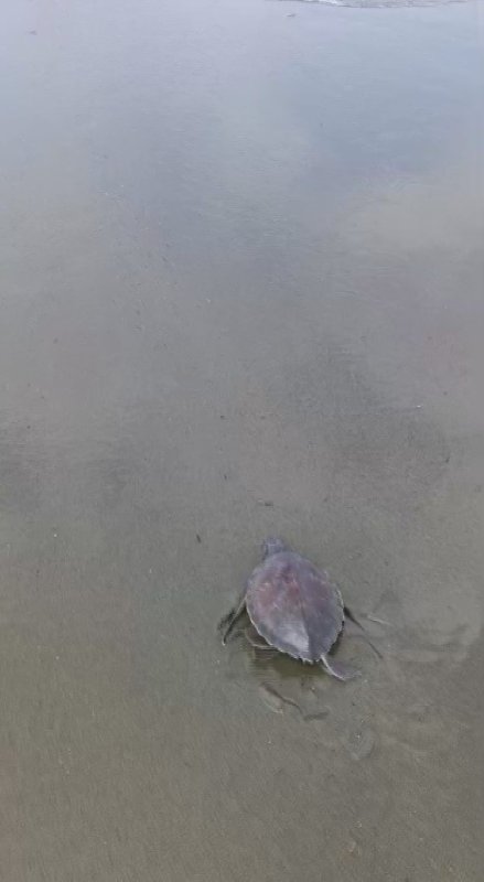 Hatay'da çuvala dolanan yavru deniz kaplumbağası belediye ekiplerinin dikkatiyle kurtuldu