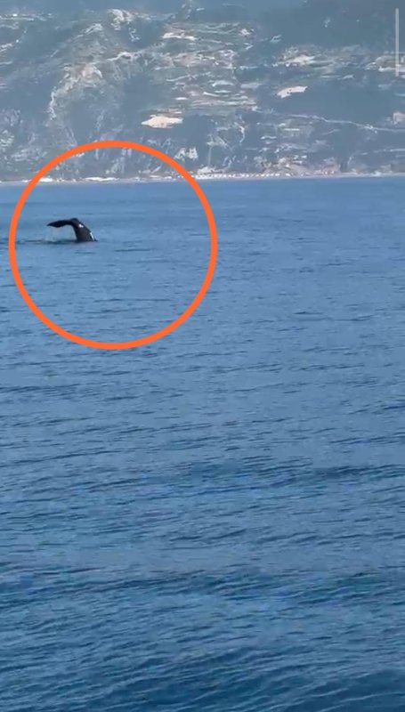 Akdeniz açıklarında görüntülenen balina heyecanlandırdı (Fotoğraflı) Ramazan İlın HATAY (İHA) - Hatay'ın Samandağ ilçesi Akdeniz açıklarında bir balinanın yüzdüğü anlar cep telefonu kamerasıyla kayıt altına aldı. Samandağ ilçesinde gezi teknesindeki bir grup vatandaş Akdeniz açıklarında su yüzeyinde büyük bir canlı fark etti. Suda yüzen canlının balina olduğunu fark eden vatandaşlar, yaşadıkları heyecanı ve balinanın yüzdüğü anları cep telefonu kamerasıyla kayıt altına aldı. Balinanın zaman zaman deniz yüzeyine çıkarak yüzdüğü ve teknedeki vatandaşların heyecan ve şaşkın halleri kameraya yansıdı. Akdeniz açıklarında su yüzeyinde yüzen balina, bir süre sonra gözden uzaklaşarak kayboldu.