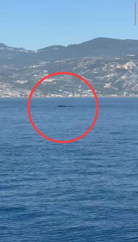 Akdeniz açıklarında görüntülenen balina heyecanlandırdı (Fotoğraflı) Ramazan İlın HATAY (İHA) - Hatay'ın Samandağ ilçesi Akdeniz açıklarında bir balinanın yüzdüğü anlar cep telefonu kamerasıyla kayıt altına aldı. Samandağ ilçesinde gezi teknesindeki bir grup vatandaş Akdeniz açıklarında su yüzeyinde büyük bir canlı fark etti. Suda yüzen canlının balina olduğunu fark eden vatandaşlar, yaşadıkları heyecanı ve balinanın yüzdüğü anları cep telefonu kamerasıyla kayıt altına aldı. Balinanın zaman zaman deniz yüzeyine çıkarak yüzdüğü ve teknedeki vatandaşların heyecan ve şaşkın halleri kameraya yansıdı. Akdeniz açıklarında su yüzeyinde yüzen balina, bir süre sonra gözden uzaklaşarak kayboldu.