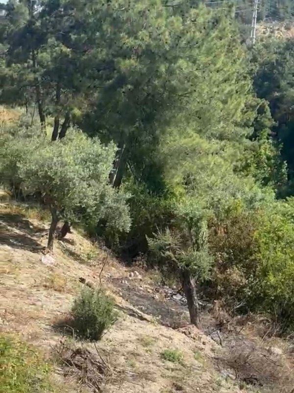 Antakya'da zeytinlik alan yangını