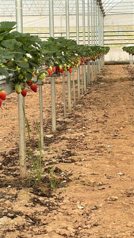DOĞAKA’nın desteklediği projede çilekler hasat edilmeye başlandı