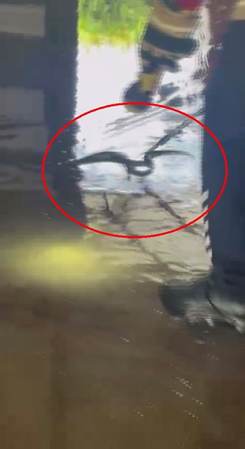 Yılan giren araca binmek isteyince korku dolu anlar yaşadı (Fotoğraflı) Ramazan İlın HATAY (İHA) - Hatay’ın Samandağ ilçesinde hafif ticari araca giren yılanın, sürücüyü korkuttuğu anlar kameraya yansıdı. Samandağ ilçesi Kurtderesi Mahallesi’nde bulunan işyerinde park halindeki hafif ticari araca yılan girdi. Aracına binmek isteyen sürücünün aracın kapısını açtığı esnada yılanı fark etti. Yılanı gören araç sürücüsünün, korktuğu ve panik yaşadığı anlar güvenlik kamerasına yansıdı. Yılanı kendi çabalarıyla çıkaramayan sürücü, durumu 112 Acil Çağrı Merkezi’ne bildirilmesi üzerine olay yerine itfaiye ekipleri sevk edildi. Kısa sürede bölgeye gelen Hatay Büyükşehir Belediyesine bağlı itfaiye ekiplerinin müdahalesinin ardından aparat yardımıyla yakalandı. Ekipler tarafından yakalanan yılan, doğal yaşam alanına bırakıldı.