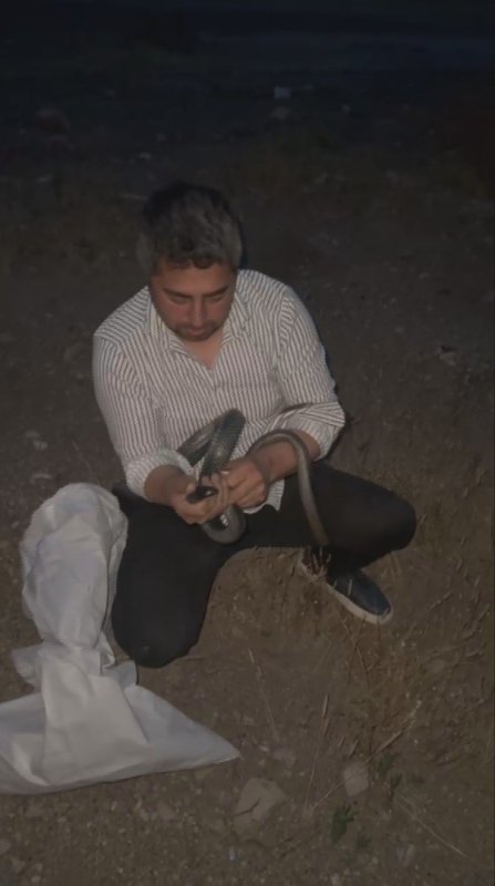 Bakmaya bile korkanlar varken o koluna dolanan 1 buçuk metrelik 2 yılanı saklandığı delikte yakaladı