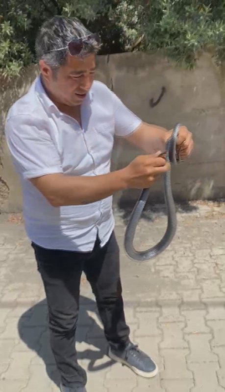 Eliyle yakaladığı yılan bacağını ısırdı: O anlar kamerada