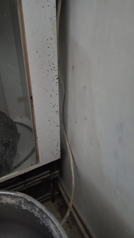 Böceklerin ve sigara izmaritlerinin yerlerde gezdiği fırında mide bulandıran görüntüler ortaya çıktı - Böcekleri karşısında gören zabıta müdürü: "Şunun içinden çıkan ekmek ve simit yenir mi, yenmez" (Fotoğraflı) Esma Kural HATAY (İHA) - Hatay'da zabıta ekiplerinin fırın denetiminde; böcek, sigara izmaritleri ve hijyen şartlarının hiçe sayıldığı görüntüler ortaya çıktı. Hijyen şartlarını hiçe sayan böceklerin gezindiği işletmeye tepki gösteren zabıta müdürü, "Şunun içinden çıkan ekmek ve simit yenir mi, yenmez" dedi. Dörtyol Belediyesi Zabıta Müdürlüğü ekipleri, vatandaşların sağlıklı ve güvenilir gıda tüketmesine yönelik denetimlerini aralıksız sürdürüyor. Zabıta ekipleri tarafından Özerli Mahallesi'nde unlu mamul ve ekmek üretimi yapan 3 işletmede hijyen ve mevzuat kapsamında denetim gerçekleştirildi. Yapılan denetimlerde 1 işletmenin hijyen kurallarına uygun faaliyet göstermediği tespit edildi, işletme hakkında gerekli idari cezai işlem uygulandı ve eksikliklerin giderilmesi için yasal süre verildi. Belirlenen süre sonunda eksikliklerin giderilmemesi ve ihlalin tekrar etmesi halinde işletme hakkında mühürleme işlemi uygulanacağı ifade edildi. Dörtyol Belediye Başkanı Bahadır Amaç, halk sağlığını korumak amacıyla denetimlerin aralıksız ve kararlılıkla devam edeceğini söyledi. Zabıta müdürü Ali Avan'ın iş yerindeki pisliğe dikkat çekmesi üzerine fırın çalışanının "Ben bugün düzenlerim" sözleriyse tepkiye neden oldu. Hijyen şartlarının hiçe sayıldığı işletmedeki kirliliğe tepki gösteren zabıta müdürü Avan, "Şunun içinden çıkan ekmek ve simit yenir mi, yenmez. Sorumlu da yok fırın Allah'a emanet. Buranın durumu çok kötü. Burayı bu hale getirene kadar neredeydiniz. Çok berbat durumda. Ekmeğin olduğu yerdeki pisliği nasıl kaldıralım. Sen bunu bugün düzenlesen de biz buraya işlem yapacağız. Bak bunları insanlar yiyor. Tutanağını tutalım, işlemini yapalım. Ruhsatta ne yazıyorsa o faaliyeti yapacak. Diğer üretimleri yapmasına izin vermiyoruz. 1 hafta sonra bir daha kontrol ettiğimizde bu şekilde olursa burayı kapatacağız. Ceza yazdıracağız, kapatacağız" ifadelerini kullandı.