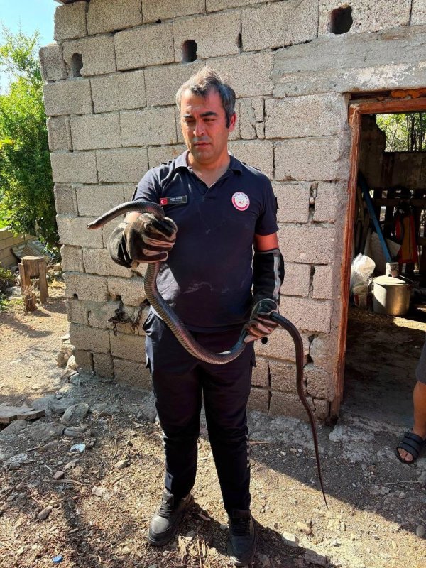 Hatay’da yerleşim alanlarına giren yılanlar yakalandı (Fotoğraflı) Esma Kural HATAY (İHA) - Hatay’ın Antakya ve Dörtyol ilçelerinde yerleşim yerlerinde görülen yılanlar, itfaiye ekiplerinin müdahalesiyle yakalandı. Havaların ısınmasıyla bölgede yılanlar yerleşim alanlarına girmeye devam ediyorlar. Antakya ve Dörtyol ilçelerinde yerleşim alanlarında yılan görüldüğü yönünde yapılan ihbarlar üzerine bölgelere sevk edilen ekipler, titiz çalışma gerçekleştirdi. İtfaiye ekipleri tarafından zarar verilmeden yakalanan yılanlar, doğal yaşam alanlarına bırakıldı. Ekiplerin, vatandaşların güvenliği için çalışmalarını sürdürdüğü belirtildi.