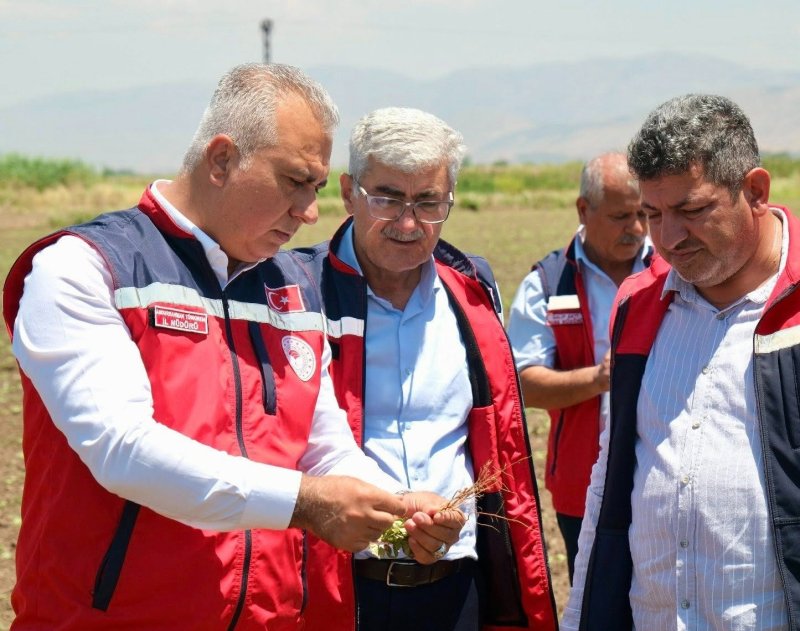 TÜRKMEN PAMUK ÜRETİM ALANLARINDA SAHAYA İNDİ