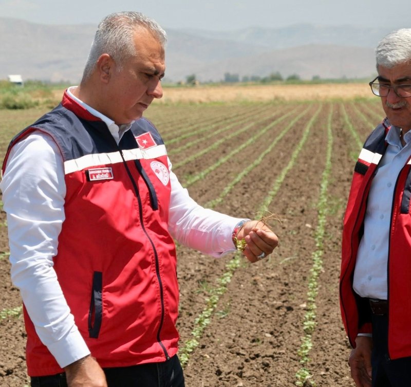 TÜRKMEN PAMUK ÜRETİM ALANLARINDA SAHAYA İNDİ