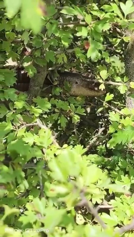 Yılana benzerliğiyle dikkat çeken 1 buçuk metrelik kertenkele kameralara yakalandı