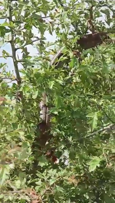 Yılana benzerliğiyle dikkat çeken 1 buçuk metrelik kertenkele kameralara yakalandı